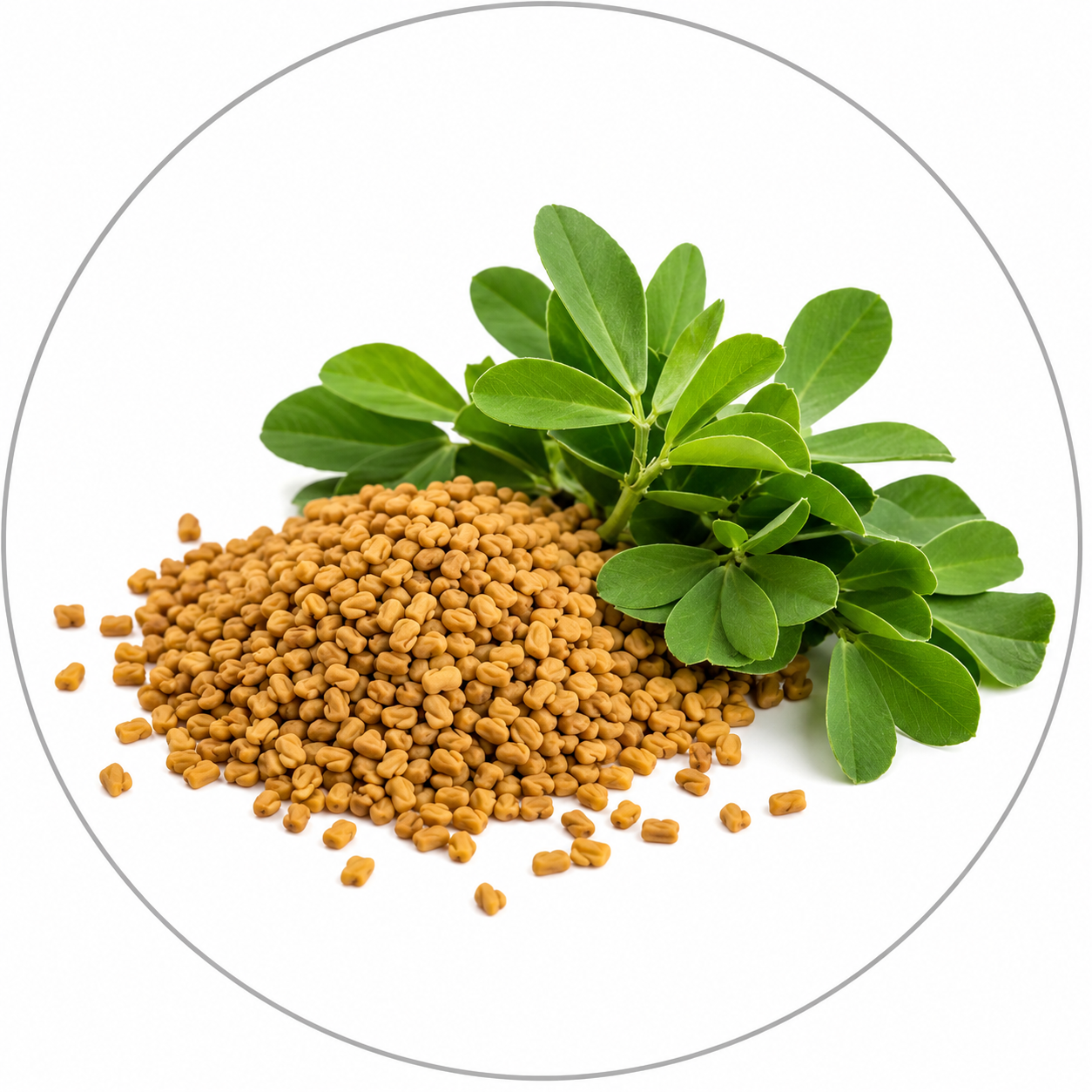 Fenugreek (Methi)